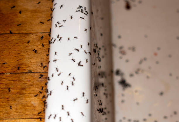 Best Best Pest Control Companies  in Polk City, FL